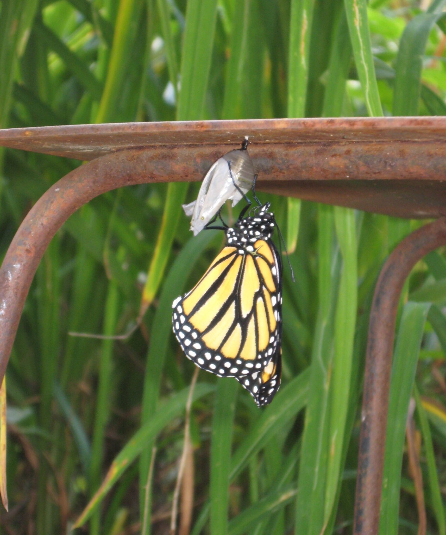 kevincodeforclt-butterfly-2128195